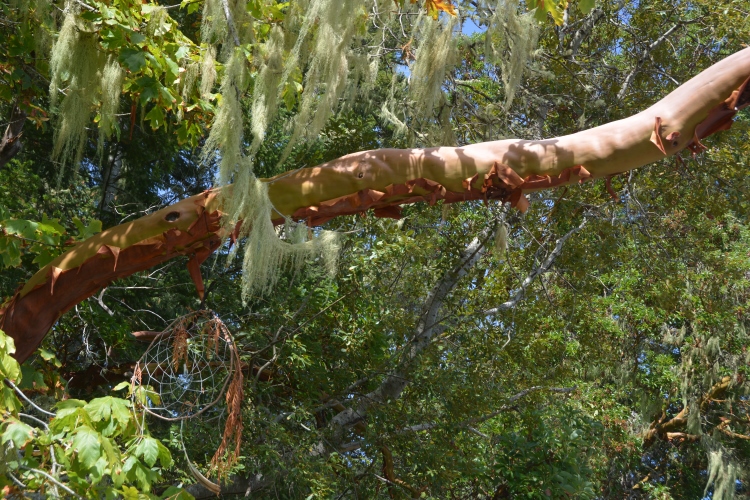 madrone tree